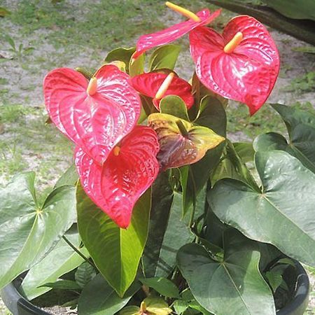 Pousada Cair Do Sol 蜜岛 外观 照片