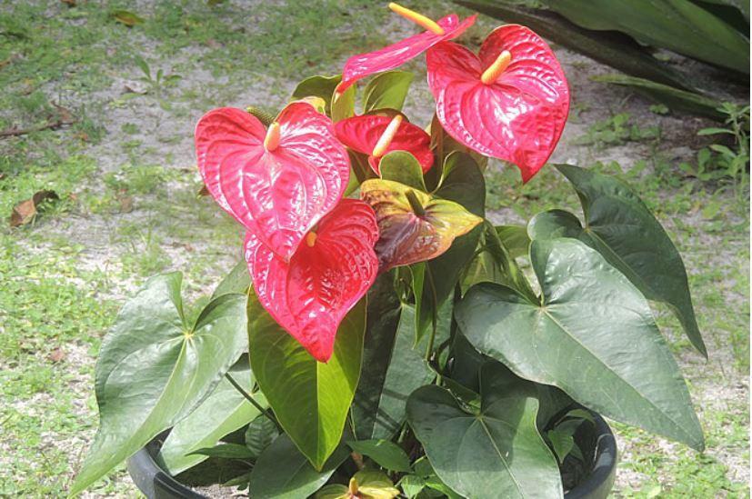 Pousada Cair Do Sol 蜜岛 外观 照片